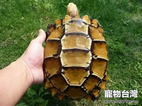 凹甲陸龜選購技巧(1圖)-寵物台灣