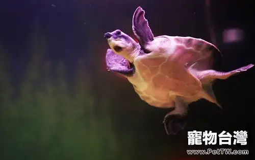 觀賞龜養護之豬鼻龜(共2張圖片)-寵物台灣