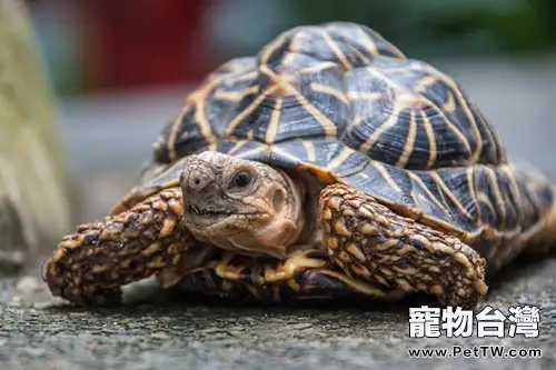 烏龜健康檢查的重要部位