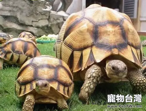 飼養陸龜的七條法則