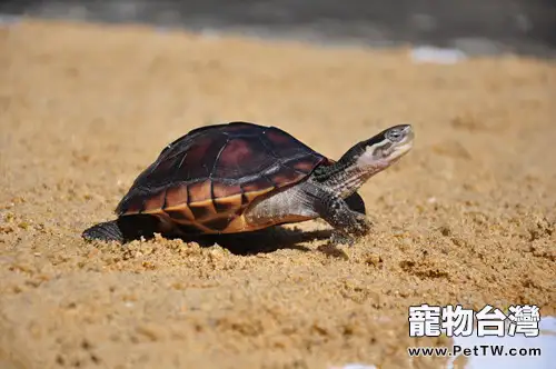 餵飼龜時需留意事項