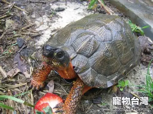 龜的最佳營養食品