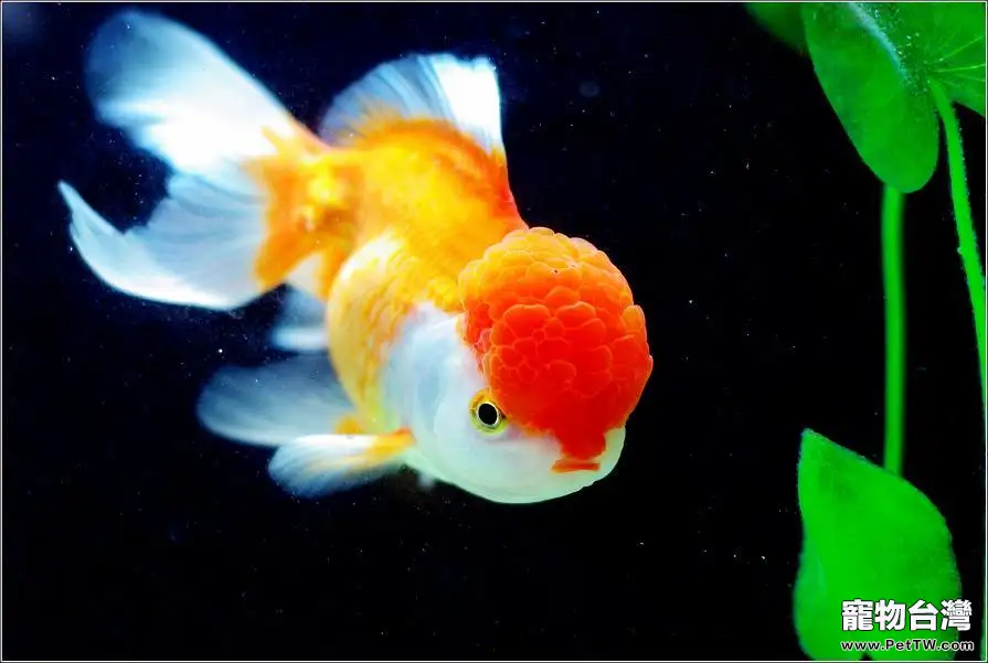 金魚藥浴的鹽度比例介紹(1圖)-寵物台灣