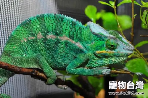 七彩變色龍的飼養注意事項(1圖)-寵物台灣