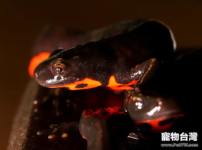 無斑肥螈和東方蠑螈的區別(1圖)-寵物台灣