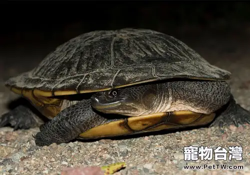 觀賞龜養護之坎氏長頸龜(1圖)-寵物台灣