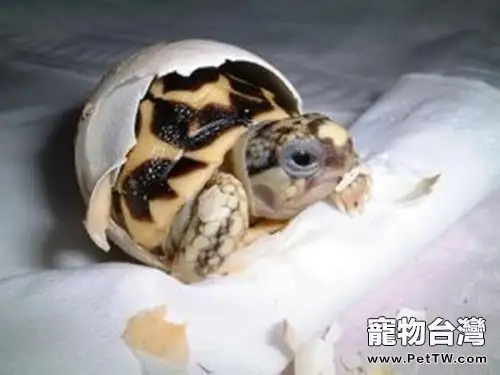 龜蛋的孵化技巧——忍(1圖)-寵物台灣