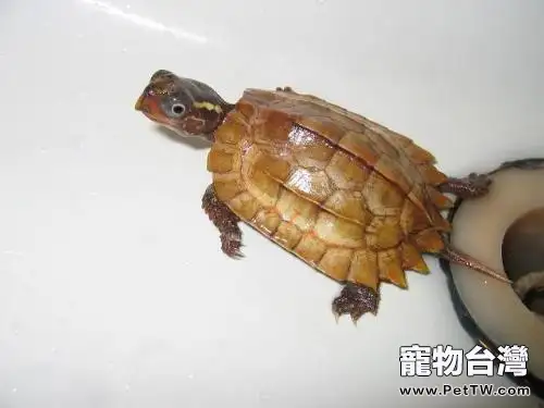 楓葉龜（瑪塔蛇頸龜）粗養？