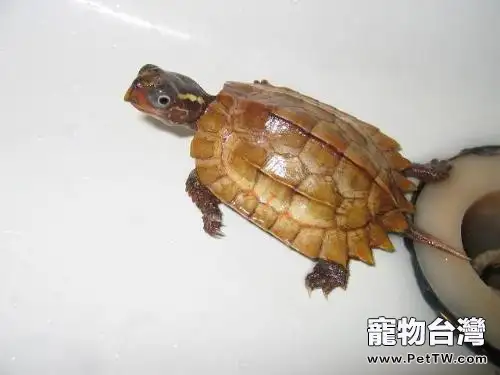 楓葉龜(瑪塔蛇頸龜)粗養?(1圖)-寵物台灣