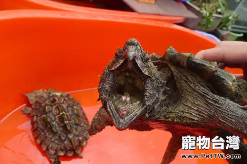 大鱷龜的壽命有多長?(1圖)-寵物台灣