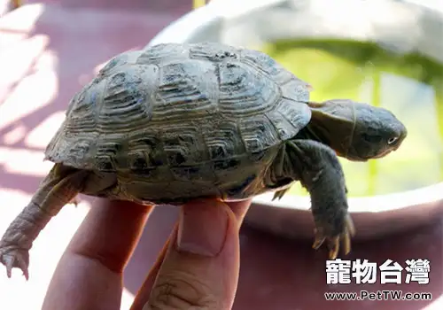 珍貴的四爪陸龜(1圖)-寵物台灣