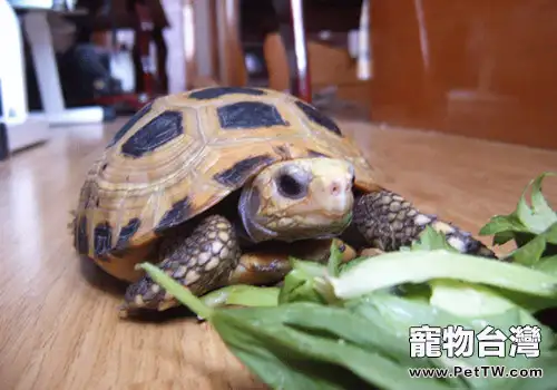陸龜的食物可以放在冰箱裡保存嗎