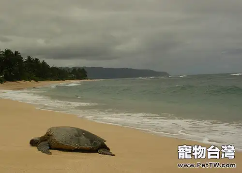 龜龜的天敵