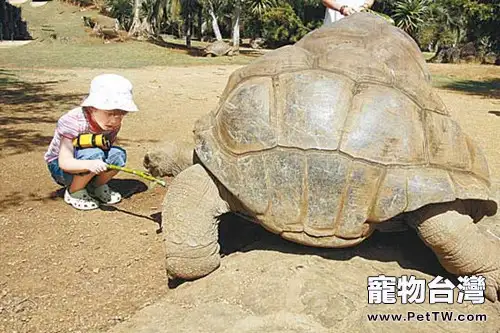 最大的陸龜之一——亞達伯拉象龜