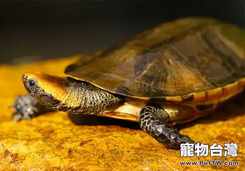 觀賞龜養護之紅頭扁龜