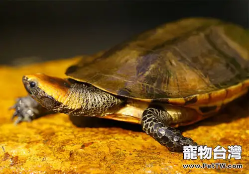觀賞龜養護之紅頭扁龜(1圖)-寵物台灣