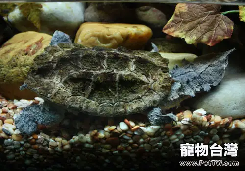 觀賞龜養護之瑪塔蛇頸龜