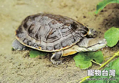 觀賞龜養護之希氏蟾龜(共3張圖片)-寵物台灣