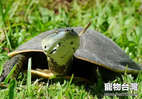 觀賞龜養護之希氏蟾龜
