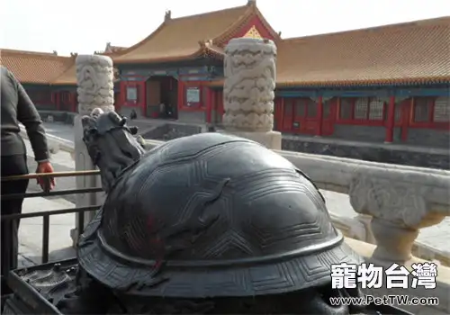 中國最大的石龜