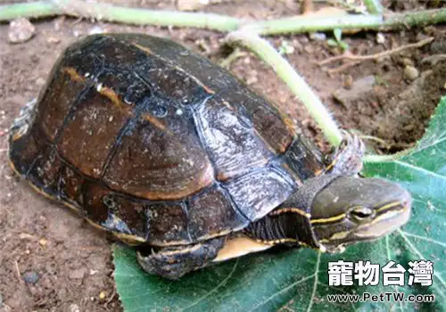觀賞龜養護之雲南閉殼龜(1圖)-寵物台灣
