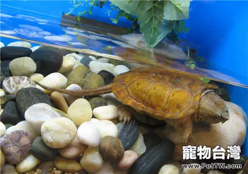 平胸龜養殖方法介紹(1圖)-寵物台灣