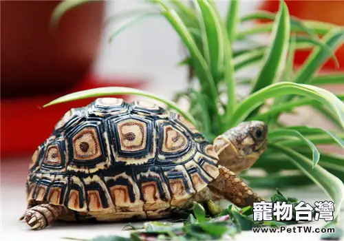 致養陸龜新手的一封信(1圖)-寵物台灣