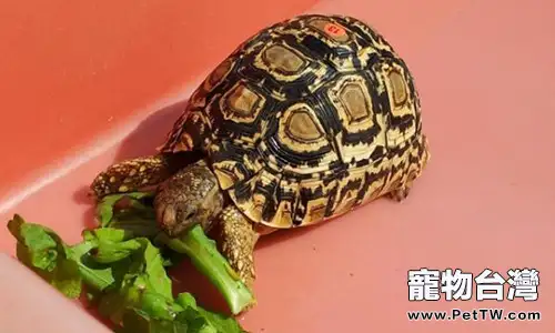 豹龜的人工飼養與繁殖