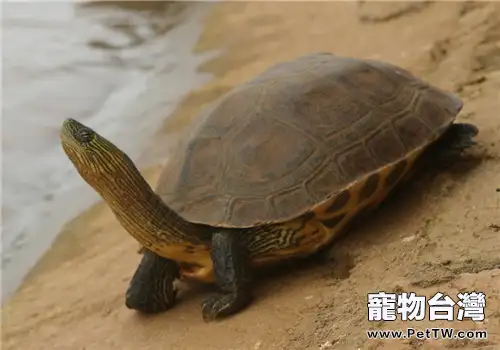 龜友記錄：花龜腐甲並發肺炎的治療全過程