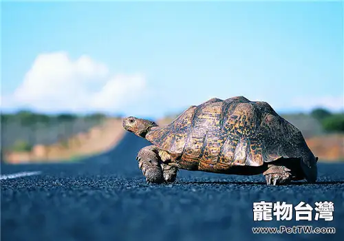 養龜的基本要訣