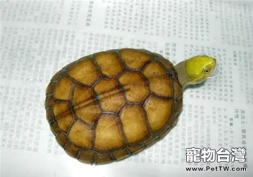 家有柴棺龜(石金錢龜 黃喉擬水龜 )(1圖)-寵物台灣