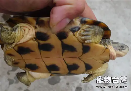 柴棺龜(石金錢龜 黃喉擬水龜 )庭院生態繁育技術(1圖)-寵物台灣