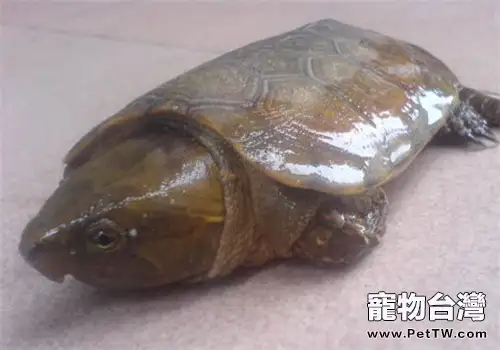 平胸龜的人工飼養(1圖)-寵物台灣