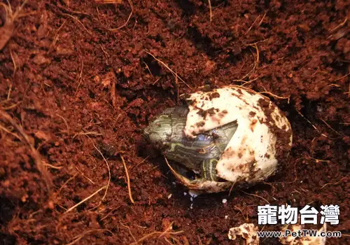 坑道式孵化巴西龜苗(1圖)-寵物台灣