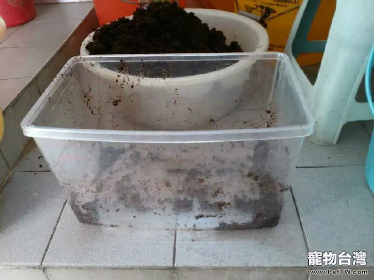一例東部箱龜家庭人工自然冬眠示範(共7張圖片)-寵物台灣