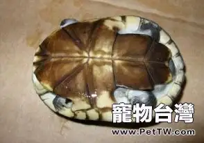 觀賞龜養護之鋼盔側頸龜