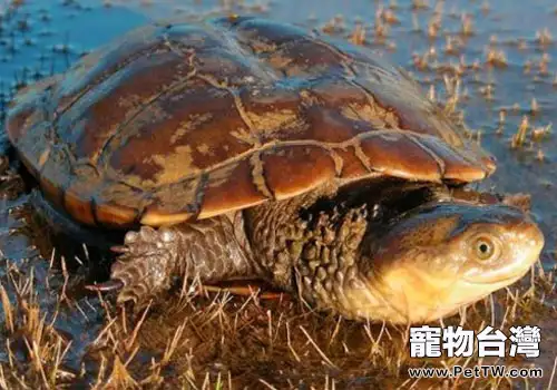 觀賞龜養護之黑擬澳龜