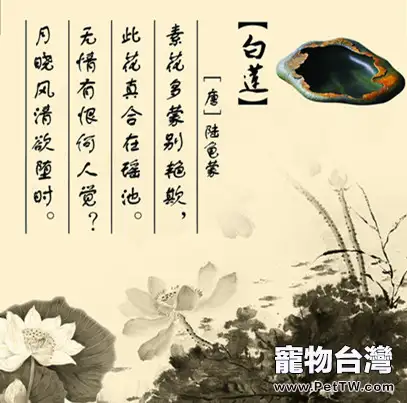 我叫陸龜蒙