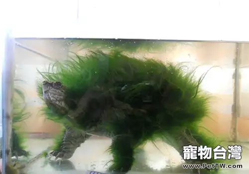 動物與植物的完美結合——綠毛龜(1圖)-寵物台灣