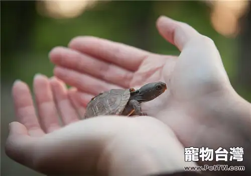 七個問題讓你瞭解養龜方法