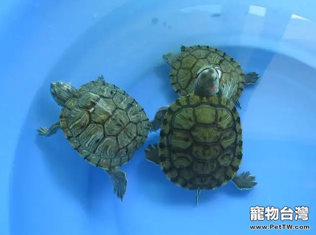 龜龜嗆水的護理方法