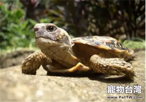 為餅乾龜搭建適宜生活環境