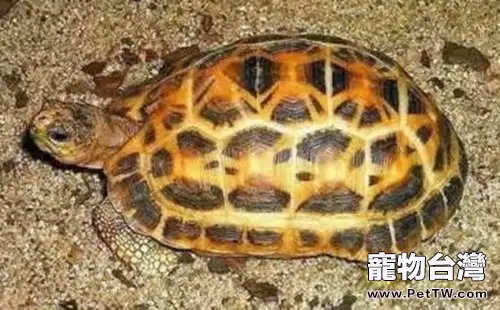蛛網龜形態特徵(1圖)-寵物台灣