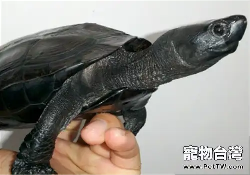 中華草龜飼養須知(1圖)-寵物台灣