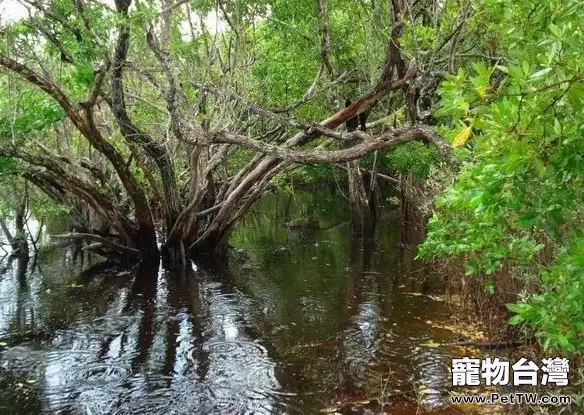 蛋龜之果核泥龜的介紹