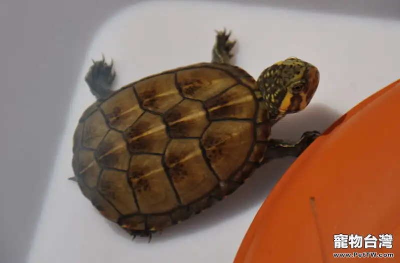 蛋龜之果核泥龜的介紹
