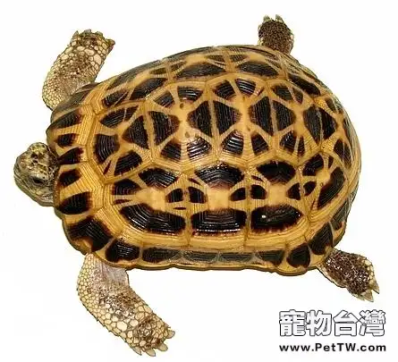 蛛網龜的飼養方式(1圖)-寵物台灣