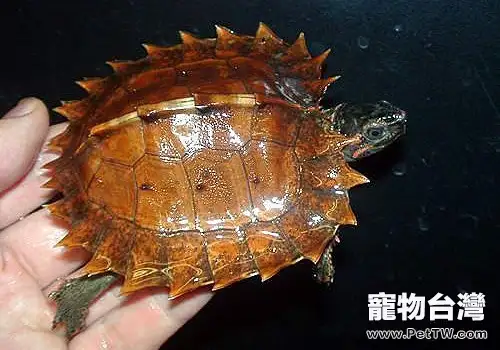 刺山龜的壽命有多長?(1圖)-寵物台灣