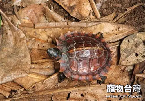 刺山龜的價格(1圖)-寵物台灣