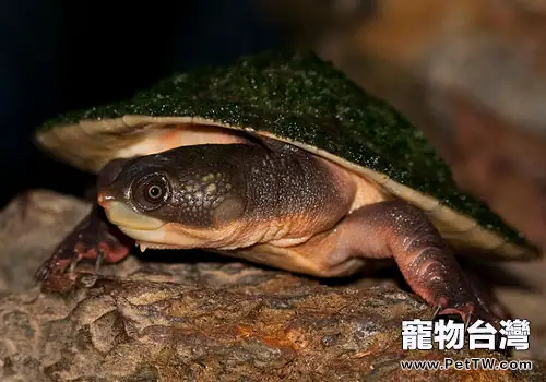 觀賞龜養護之齒緣癩頸龜